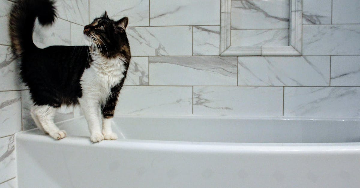 découvrez tout sur les baignoires : conseils d'achat, installation, entretien et inspirations pour transformer votre salle de bain en espace de détente.