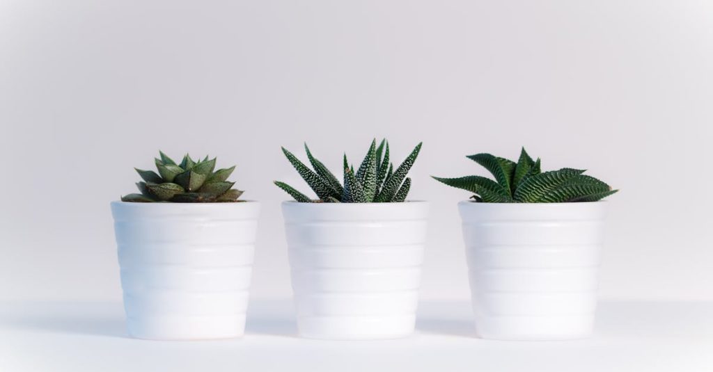 découvrez nos astuces et conseils pour réussir votre jardinage à la maison. du choix des plantes à l’entretien quotidien, apprenez à créer un espace vert agréable et productif chez vous, même sans expérience préalable.