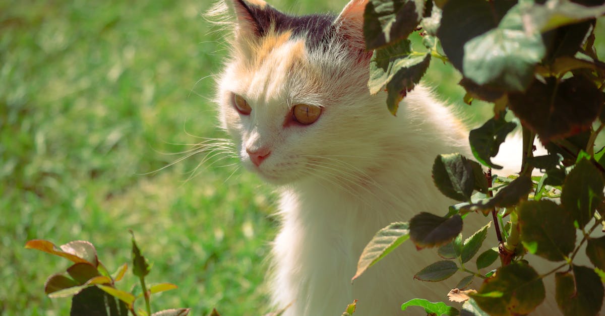 découvrez des conseils pratiques et des astuces pour prendre soin de vos animaux de compagnie. apprenez à garantir le bien-être, la santé et le bonheur de vos chiens, chats et autres animaux domestiques grâce à nos guides dédiés au pet care.