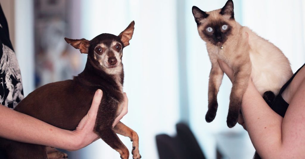 découvrez nos conseils et astuces pour prendre soin de votre animal de compagnie. bien-être, alimentation, santé et jeux : tout pour offrir la meilleure vie à votre compagnon !