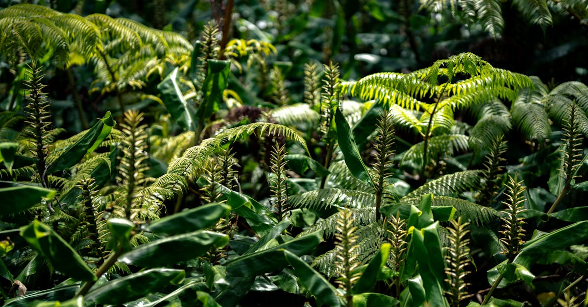 découvrez comment se produit la transmission des espèces, les mécanismes impliqués et son importance pour la biodiversité. explications simples et complètes sur le transfert d’agents pathogènes ou de caractéristiques entre espèces.